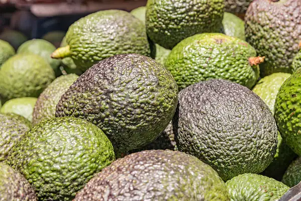High avocado prices persist in Canary Islands