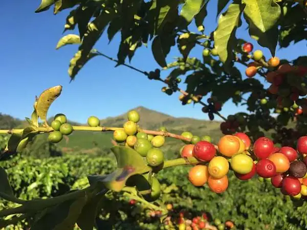 La cofermentación está ganando terreno en un número cada vez mayor de países productores, impulsada por los cambios en los gustos de los consumidores en un mercado en constante evolución