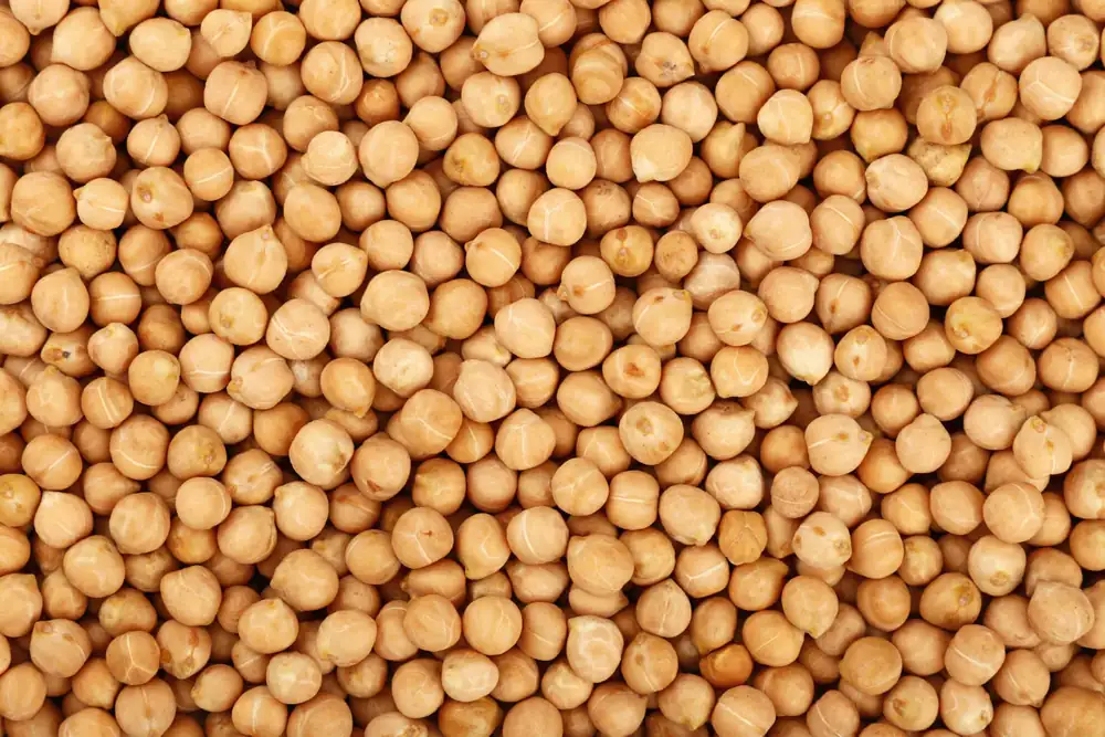The BeanMan Study in Finland Examines Effects on Male Health of Legume Protein Compared to Meat