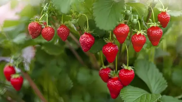 Yes, Strawberries Are Closely Related To This Beautiful Flower