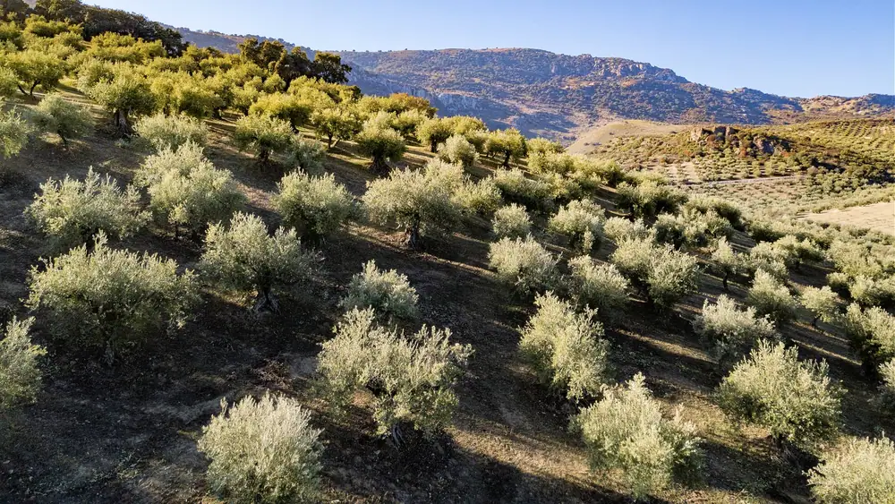 This 185-Year-Old Spanish Olive Oil Co. Keeps Innovating to Meet the Moment