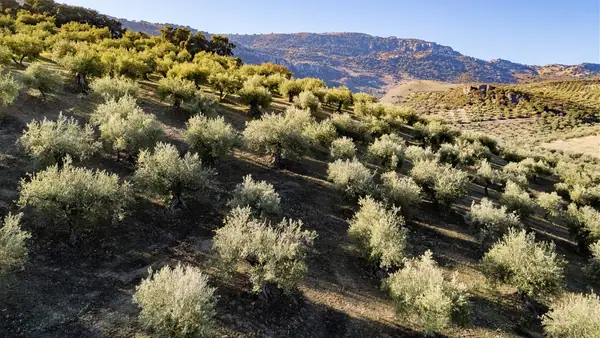 This 185-Year-Old Spanish Olive Oil Co. Keeps Innovating to Meet the Moment