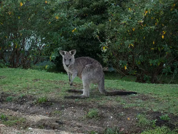 An Introduction to Australia's Indigenous Ingredients