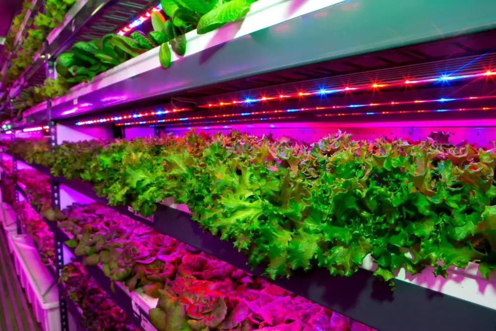 Crop One Signs $40m JV with Emirates to Build World's Largest Vertical Farm