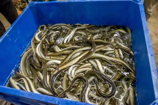 Biodiversity: 90% of Relais & Châteaux members remove eel from their menus