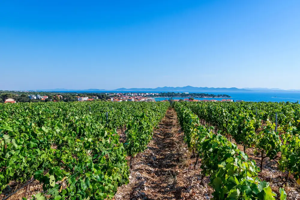 The best wines from Sjeverna Dalmacija