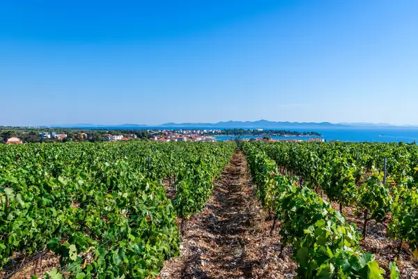 Los vinos de Dalmacia Septentrional, frescos y de acidez sorprendente en la costa croata
