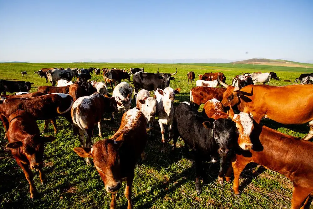 Virtual auction site SwiftVee helps South Africa’s livestock producers mitigate climate impacts
