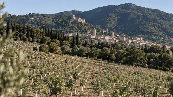 Over 800 olive trees from all over the world are now in the same field: the scientific project is in Gubbio