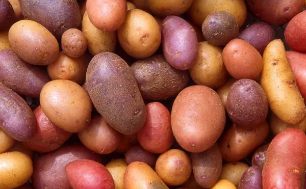What Is the Best Potato For Mashing?