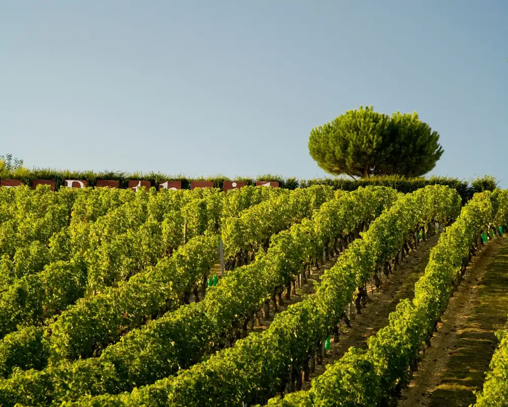 Popping the cork for crémant, the affordable alternative to champagne