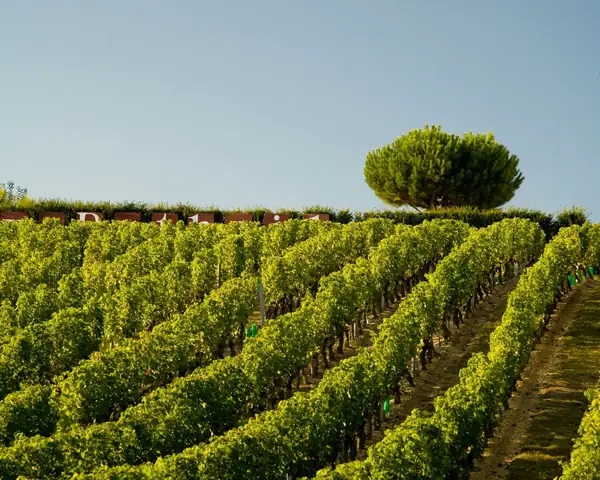 Popping the cork for crémant, the affordable alternative to champagne