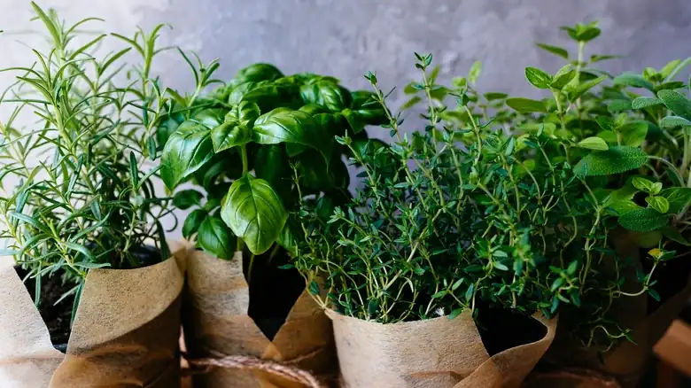 14 tipos de hierbas poco valoradas que deberías usar más a menudo en la cocina