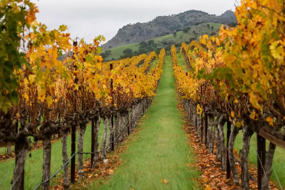 California wine exposed again as U.S.-Canada trade fight flares