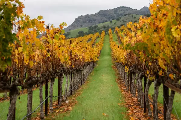California wine exposed again as U.S.-Canada trade fight flares