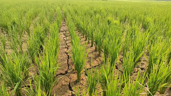 How El Niño is Changing the Restaurant Industry