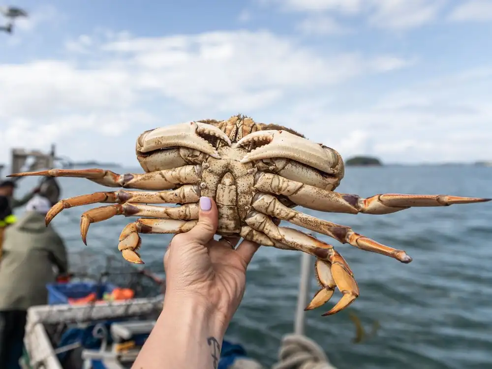 El festival del cangrejo pone de relieve la pesca de cangrejo Dungeness de la Columbia Británica en un momento difícil