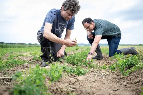 €5M Funding Backs Aardaia’s Bid to Turn a Forgotten Legume Into Europe’s Next Protein Crop