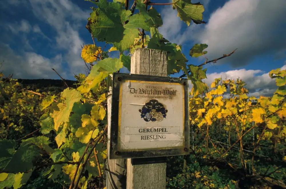 Confessions of an insider: Why we all crave Riesling and Negronis