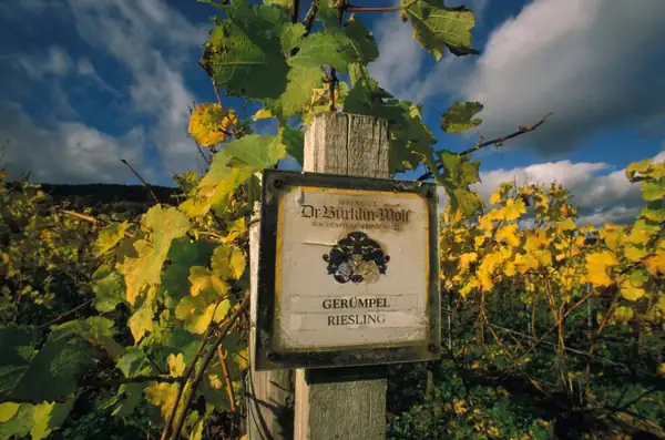 Confessions of an insider: Why we all crave Riesling and Negronis