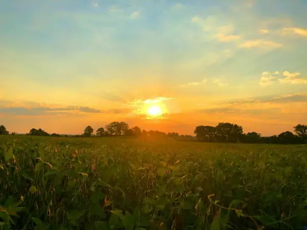 Benson Hill to grow, process, and sell ultra-high protein soy to meet demand for plant-based alternatives