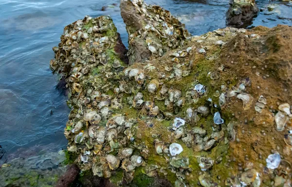 Florida accepting public feedback on Big Bend oyster management