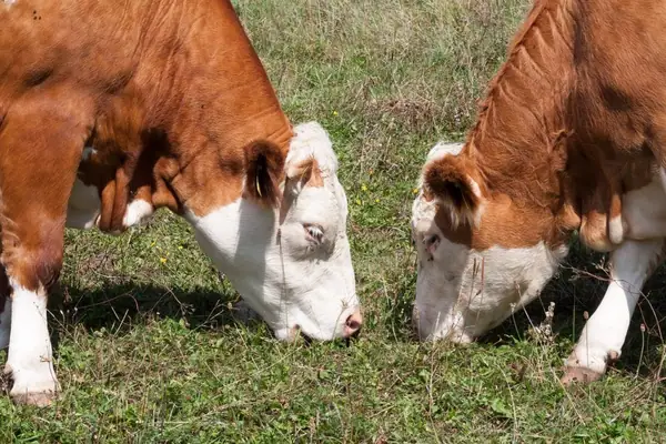 Informe: El mercado estadounidense de carne de res alimentada con pasto se duplica cada año, pero persisten los desafíos para su expansión