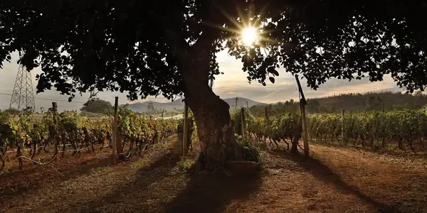 The World of Indian Wine