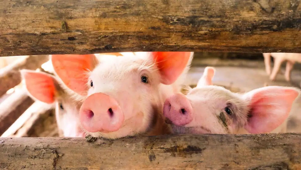 Pork Checkoff Embraces Startup Innovation for First Time with New MidWest THRIVE Accelerator Program