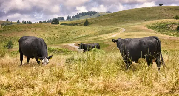 TomKat Ranch: Measuring the Benefits of Regenerative Agriculture with Precision Ag Tech