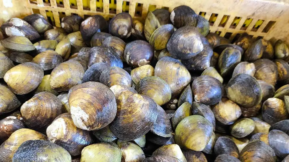 Del campo al mar, una actualización sobre los daños causados ​​por el calor al sector agroalimentario