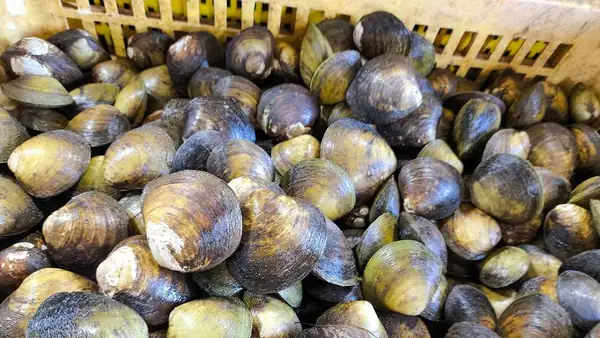 From the fields to the sea, an update on the damage caused by heat to the agri-food sector