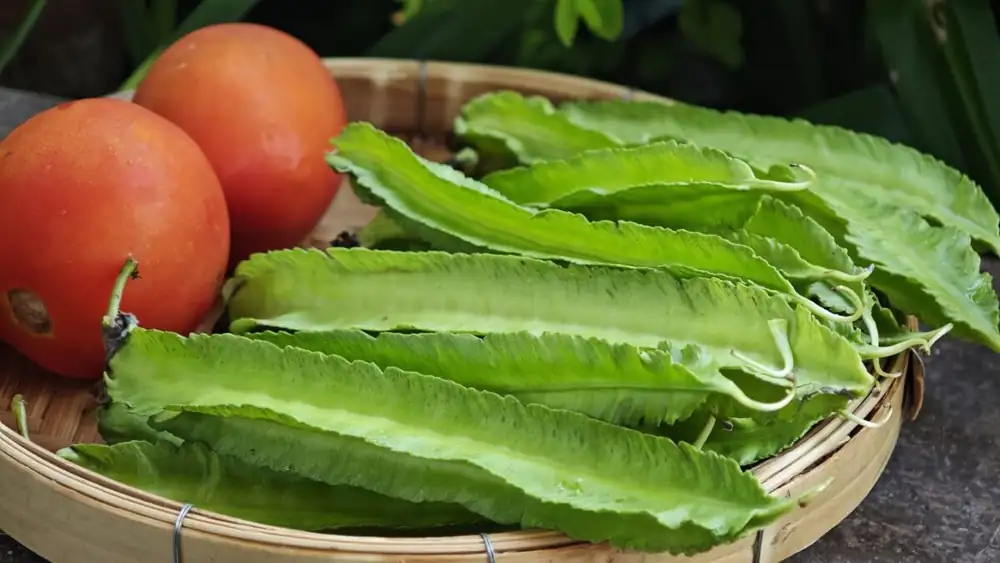 The winged bean, a legume from which almost everything is used