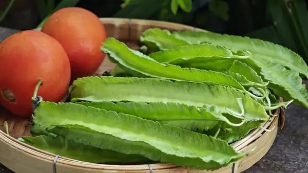 The winged bean, a legume from which almost everything is used