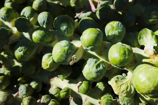 Sharing Brussels Sprouts – Chef Tips from Decorative “Saucer” to Starring