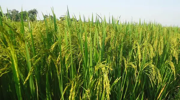 Gene-Stacked Rice Lines Show Up to 82% Yield Gain Under Drought