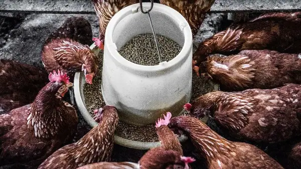 What’s holding back tech innovation and adoption in the poultry industry?