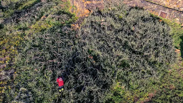 Safeguarding Unique Olive Farming Traditions on Italy’s Pantelleria Island