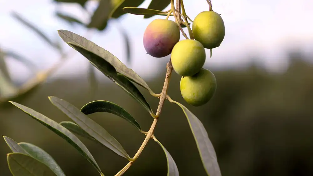 Paper Links Rising Temperatures to Changes in Olive Oil Composition