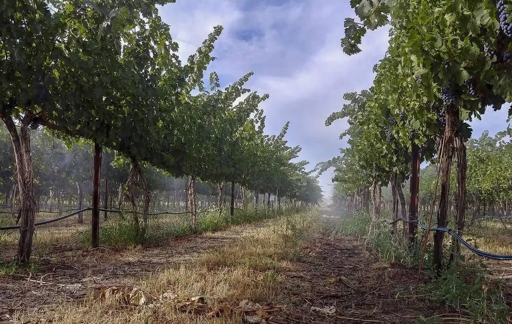 Tarara: Heat mitigation for wine grapes