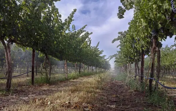 Tarara: Heat mitigation for wine grapes