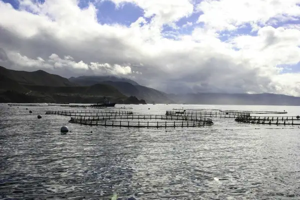 How did that fish get on your plate? A short look at fish farms