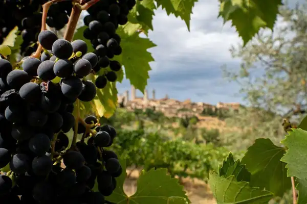 How Italian wine tourism is adapting to new needs
