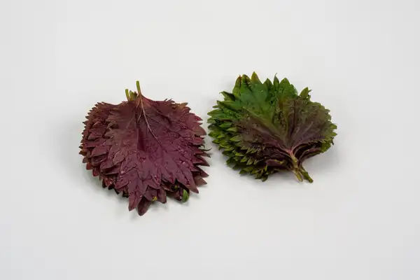 El shiso se vuelve bicolor: una hoja, dos perfiles aromáticos por descubrir