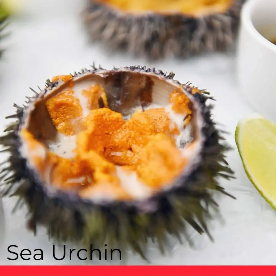 All About Sea Urchins (Uni) - Taste, Types, How to Cook