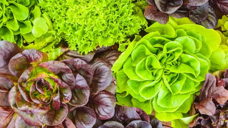 The Slept-On Lettuce Variety That Will Shine In Your Next Salad