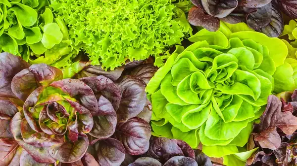 The Slept-On Lettuce Variety That Will Shine In Your Next Salad