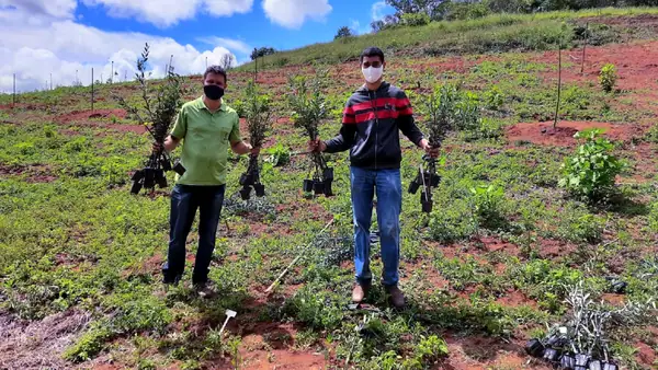 Early Harvest Signals Record Year in Brazil’s Minas Gerais