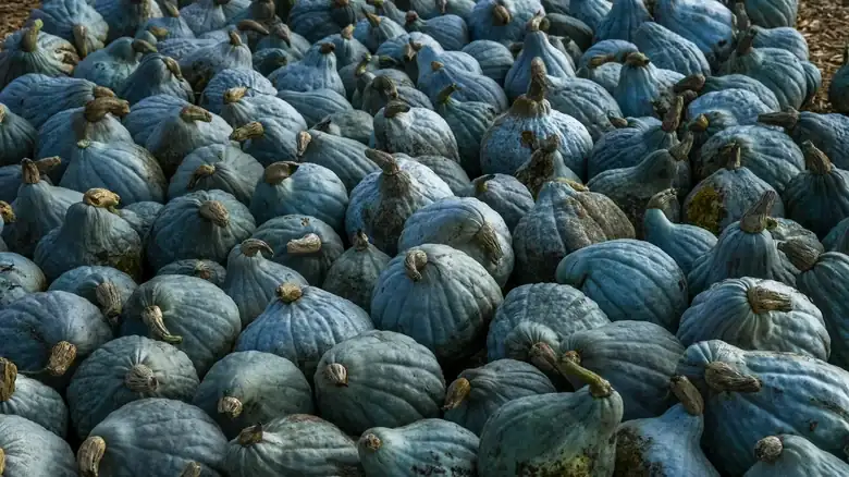 The Easiest Hubbard Squash Variety To Cook With