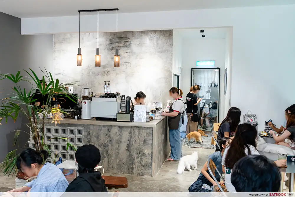 This JB Cafe Lets You Chill With Cats While Enjoying Tiramisu Latte And Desserts